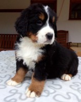 /album/a6-tyzden-6th-week/champ-jpg1/