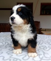 /album/a6-tyzden-6th-week/charon-jpg1/