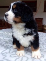 /album/a6-tyzden-6th-week/chelsea-jpg1/