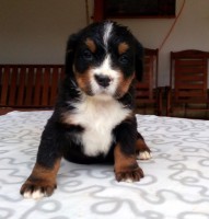 /album/a6-tyzden-6th-week/chocco-jpg1/