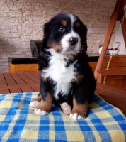 /album/a7-tyzden-7th-week/charlie-jpg1/