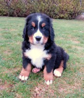 /album/a7-tyzden-7th-week/charkey-jpg2/