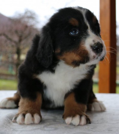 PSÍK ♂ 2 - CHARKEY