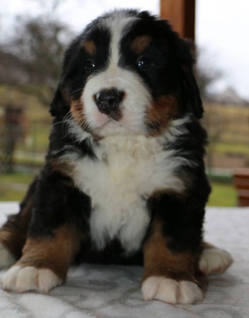 FENKA  ♀ 3 - CHARLOTTE