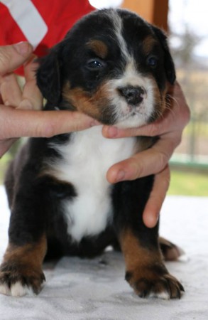 PSÍK ♂ 4 - CHOCCO