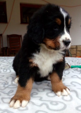 PSÍK ♂ 2 - CHARKEY