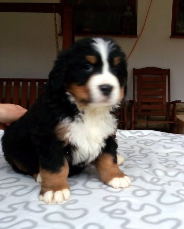 FENKA ♀ 3 - CHARLOTTE